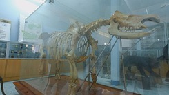 Trưng bày bộ xương tê giác Java một sừng ở Cát Tiên