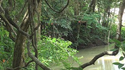 “Lạc lối” giữa khu bảo tồn lan rừng Troh Bư
