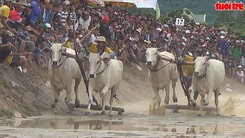 Sôi nổi giải đua bò Bảy núi An Giang