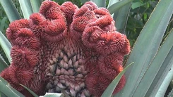 Khóm phụng, khóm đầu lân chưng tết hút hàng, được giá