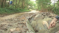 Mỏ vàng Bồng Miêu xả thải ra sông, chính quyền bất lực?