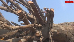 Ba cây “siêu khủng” được cắt gọn để chuẩn bị chuyển đi