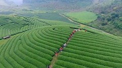 Đến Mộc Châu tham gia “Hội trà cao nguyên 2018”