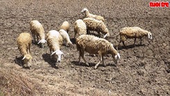 500 con Cừu chết vì khô hạn