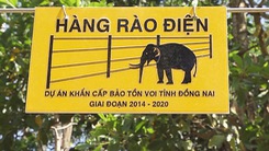 Góc nhìn trưa nay 11-6-2018 | Đàn voi rừng lại ra phá hoa màu, nhà cửa người dân