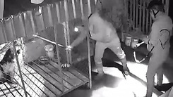 VIDEO: Nhóm trộm chó manh động, cắt khóa vào nhà bắt 2 con chó quý