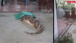 Người dân bắt được hai cá sấu trong khu dân cư