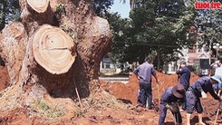 Nhiều nhà khoa học “bó tay” nhìn cây Long não trên 100 tuổi chết