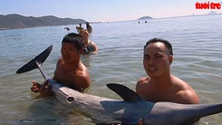 Cứu hộ thành công cá heo dạt vào bờ biển Nha Trang