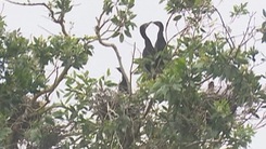 Bãi chim sinh sản mùa nước nổi tại Vườn quốc gia Tràm Chim