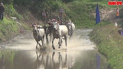 Chùa Rô tổ chức đua bò truyền thống