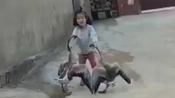 Hai con ngỗng hổ báo bị bé gái túm cổ đánh
