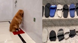 Chú chó liên tục bị sen phạt úp mặt vào tường vì quậy phá
