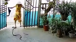 Người phụ nữ hoảng hồn khi bị rắn tấn công