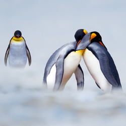 Podcast: Vì sao chim cánh cụt ngày càng ít chung thủy hơn?