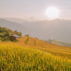 Podcast: Mù Cang Chải mùa lúa chín, sắc vàng chảy tràn trên triền núi