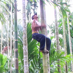 Bản tin tối 22-9: Thợ hái cau với ‘tuyệt chiêu’ trèo cây cao cả chục mét