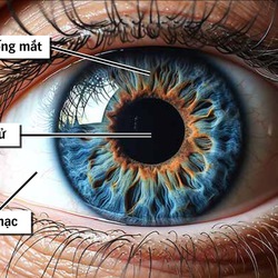 Podcast: Lý do mống mắt được thu thập làm dữ liệu căn cước