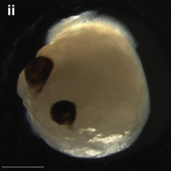 Podcast: Não mini tạo từ tế bào gốc trong phòng thí nghiệm tự phát triển thêm đôi mắt
