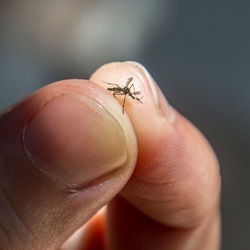 Podcast: Muỗi vằn kháng thuốc diệt muỗi do đột biến gene