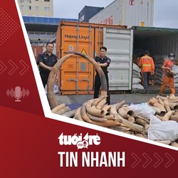 Tin tức tối 20-3: Phát hiện 7 tấn ngà voi nhập lậu từ châu Phi về cảng Hải Phòng
