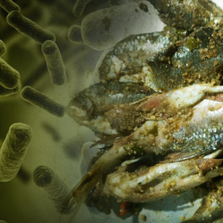 Podcast: Những loại thực phẩm nào có nguy cơ nhiễm độc tố botulinum nhất?