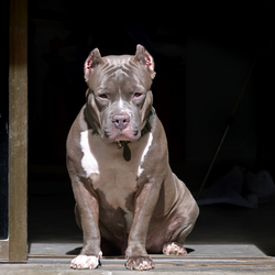Podcast: Chó pitbull cắn chết người, chủ nuôi chó chịu mức án nào?