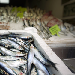 Podcast: Những loài cá nào có thể gây ngộ độc nếu ăn phải hoặc ăn quá nhiều?