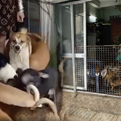 Podcast: Lúng túng xử lý 79 con chó nuôi trong nhà 26m2, phải ‘cầu cứu’ đến các bộ ngành