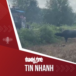 Tin tức tối 13-8: Trâu nhà nuôi húc chết chủ ở Củ Chi