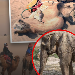 Podcast: Động vật bị 'bóc lột' để làm du lịch, lạc đà ngã quỵ, voi bị biến dạng lưng vì chở nhiều khách