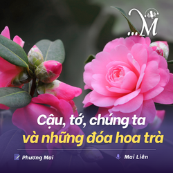 Cậu, tớ, chúng ta và những đóa hoa trà