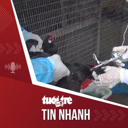 Tin tức tối 6-10: Đồng Nai tiêm vắc xin phòng cúm A/H5N1 cho gia cầm ở khu du lịch Vườn Xoài