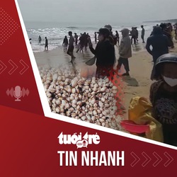 Tin tức tối 1-11: Cả trăm người rủ nhau nhặt sò huyết dạt vào bờ biển Quảng Bình