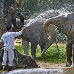 Lý do Thảo cầm viên Sài Gòn có thể đóng cửa