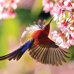 Trào lưu nuôi chim aviary:  Nhiều loài chim hoang dã bị đẩy đến bờ vực nguy hiểm