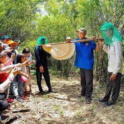 Gác kèo ong ở rừng U Minh - Kỳ 1: Gác kèo ong từ thuở cha ông đi mở cõi