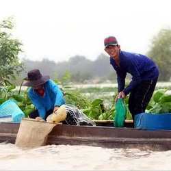 Những mùa mưa đợi chờ - Kỳ cuối: Mưa giăng đồng dậy nỗi nhớ thương