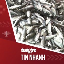 Tin tức tối 19-8: Cá linh về chợ nhiều hơn, giá giảm còn 150.000 đồng/kg