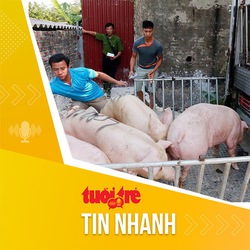 Tin tức sáng 5-8: Giá heo giống tăng cao, dân lăn tăn với bài toán tái đàn