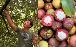 TPHCM: Mùa măng cụt chín rộ, nhà vườn Lái Thiêu tất bật vào vụ