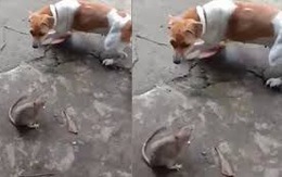 Chó và mèo mang trong mình lá gan chuột nhắt