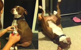 Chú chó giả vờ ngất xỉu khi bị cắt móng chân