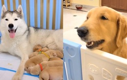 Chó Husky giành con với chó vàng