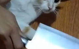 Mèo lập tức ngoan ngoãn cho chủ cắt móng chân khi thấy dao