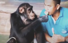 Nam thanh niên và chú khỉ ngồi đút kem cho nhau ăn