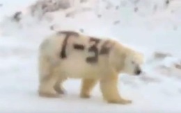 Gấu Bắc Cực bị biến thành 'xe tăng di động' gây phẫn nộ