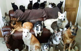 Cô chủ bắt 17 chú chó, mèo ngồi im một chỗ để chụp ảnh ‘gia đình'