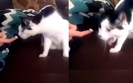 Biểu cảm khó đỡ của những chú mèo khi ngửi sầu riêng