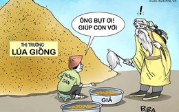 Lúa giống "dỏm" là khổ nông dân